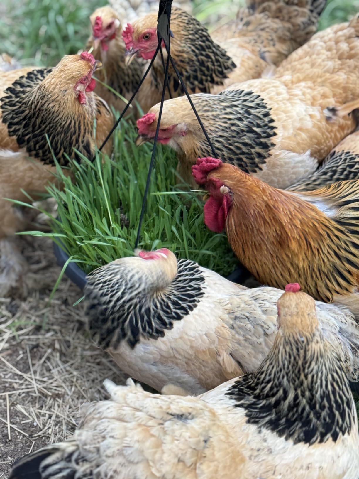 Premium Chicken Poultry Pasture Forage and Fodder Seeds