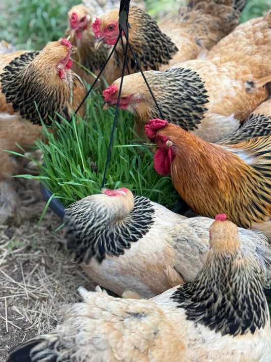 Premium Chicken Poultry Pasture Forage and Fodder Seeds