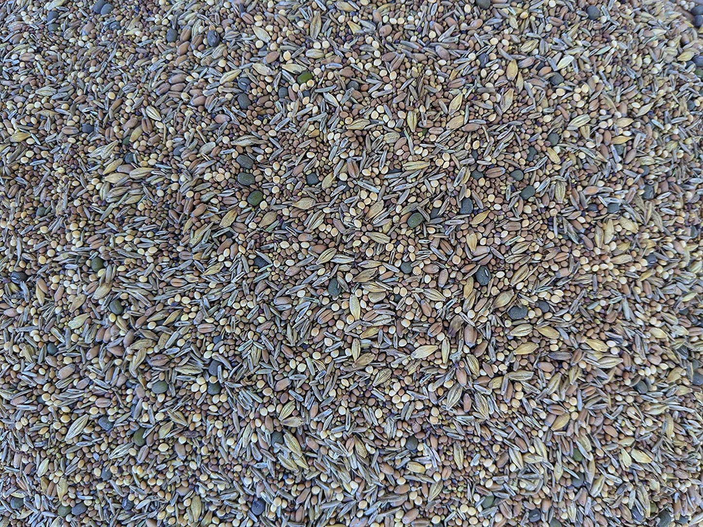 Premium Chicken Poultry Pasture Forage and Fodder Seeds