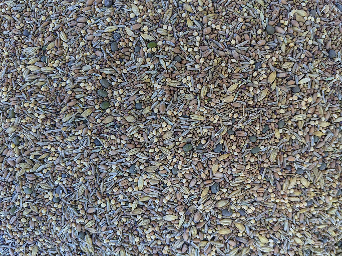 Premium Chicken Poultry Pasture Forage and Fodder Seeds