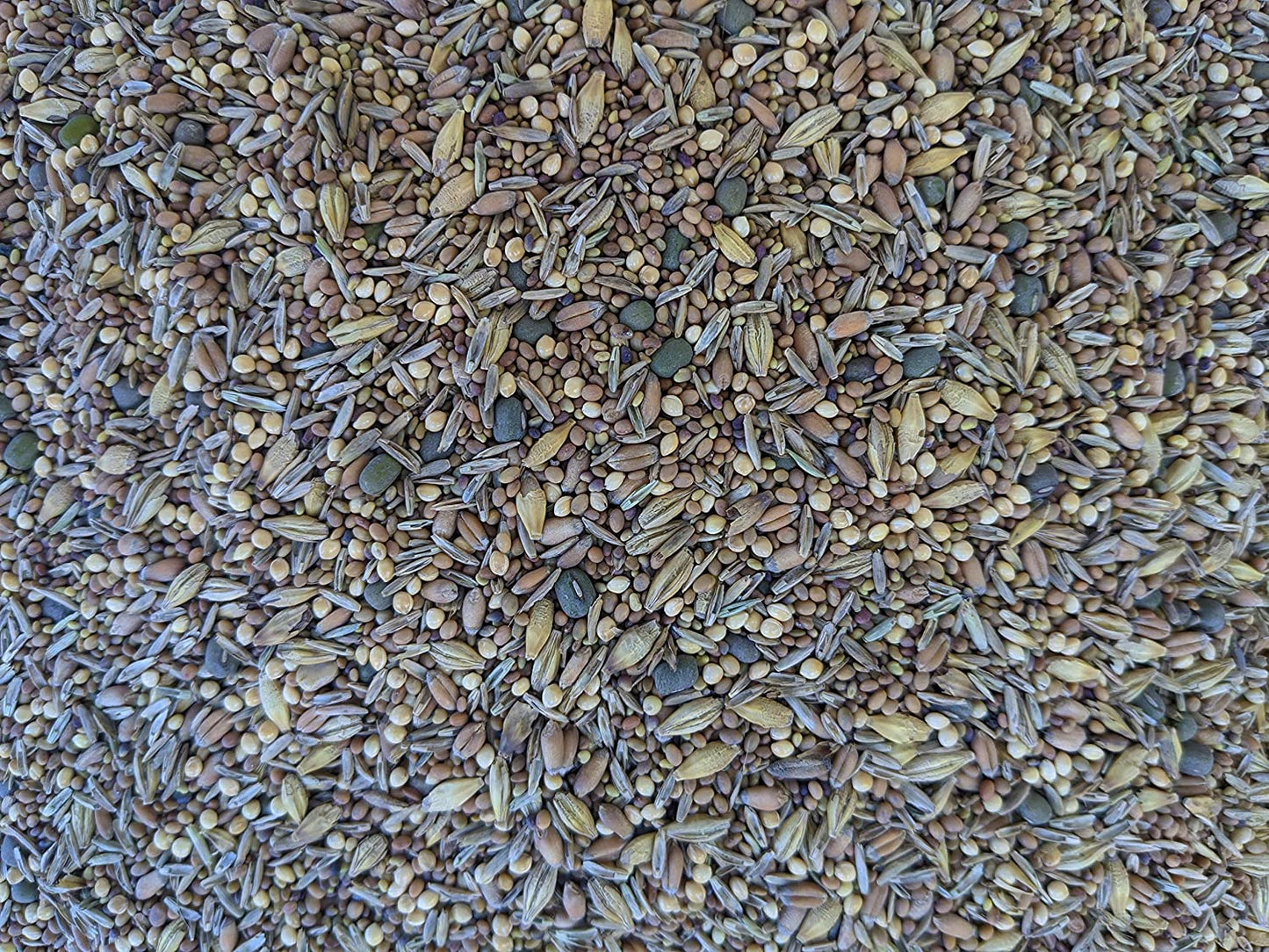 Premium Chicken Poultry Pasture Forage and Fodder Seeds