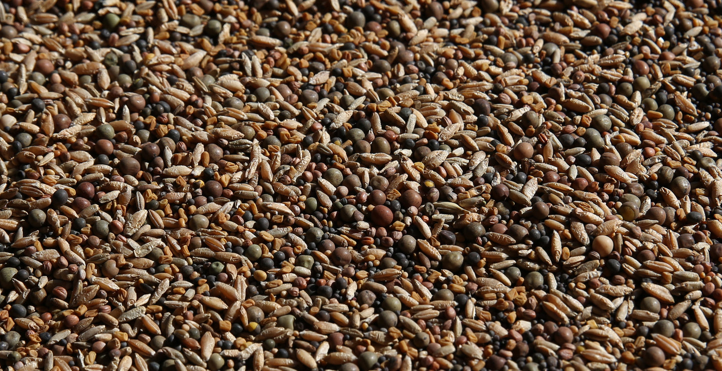 No-Till OverWinter Cover Crop 10-Seed Mix