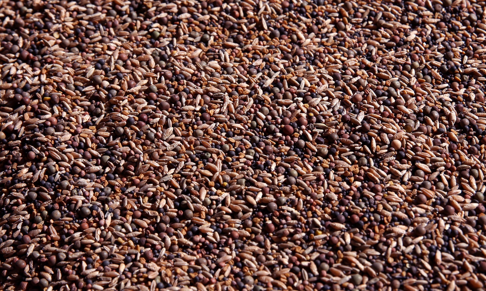 no-till farm and garden cover crop mix seeds No-Till OverWinter Cover Crop 10-Seed Mix – No-Till Solutions
