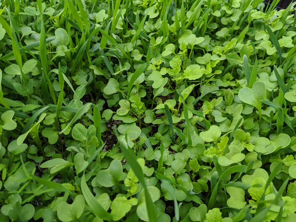 No-Till OverWinter Cover Crop 10-Seed Mix (5-lb. Bag)